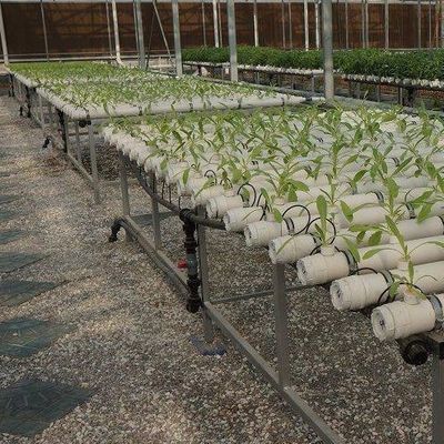 토양 없는 기술 및 일시적 난방 채소 재배 온실 2000.000kg