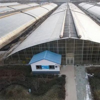 비자 재배 및 의약식물/버섯을 위한 플라스틱 엽기 검정 온실
