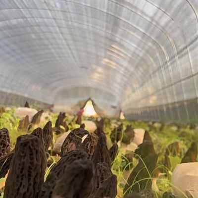 큰 저렴한 수소 터널 온실 솔루션 패키지 총 무게 20.000kg