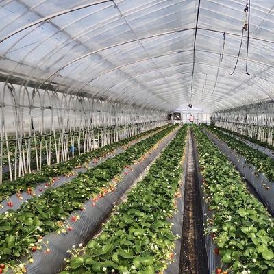 큰 저렴한 수소 터널 온실 솔루션 패키지 총 무게 20.000kg