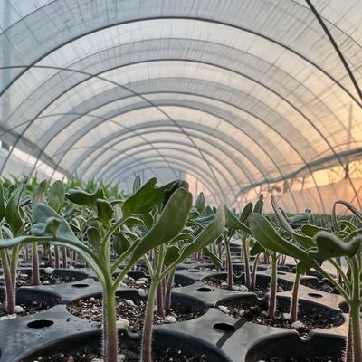 큰 저렴한 수소 터널 온실 솔루션 패키지 총 무게 20.000kg