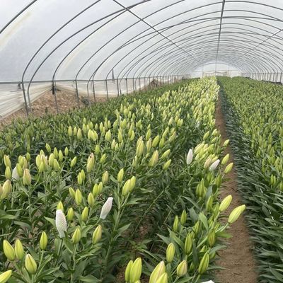 큰 저렴한 수소 터널 온실 솔루션 패키지 총 무게 20.000kg