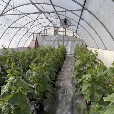 큰 저렴한 수소 터널 온실 솔루션 패키지 총 무게 20.000kg