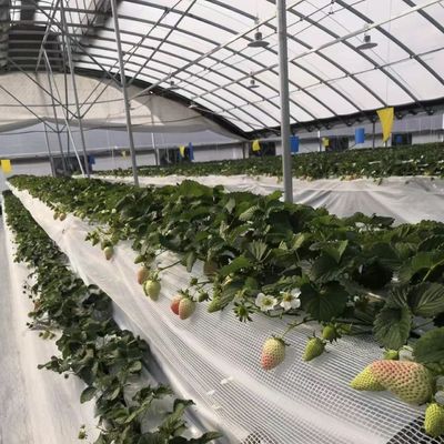 상업적 코코페이트 재배 시스템 경제 터널 온실 개선 작물