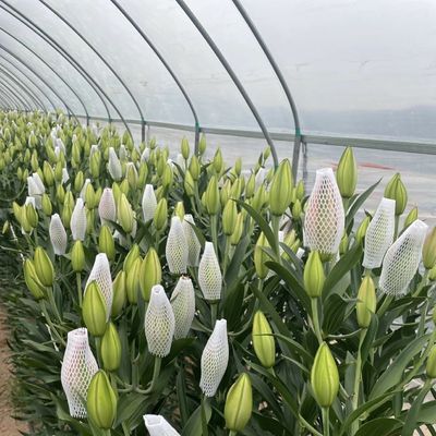 단층 터널 온실 수식식 시스템 채소 멀티 스판