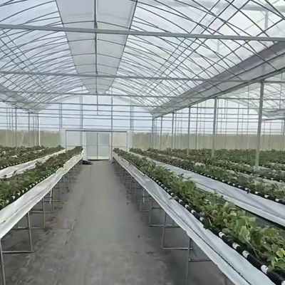 다발성 온실 수식 채소 재배 시스템