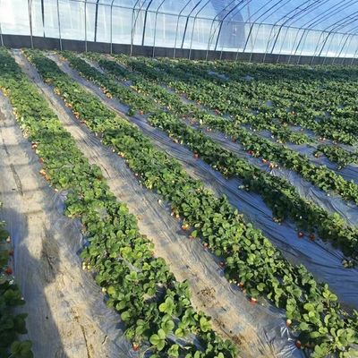 농부용 멀티 스펜 필름 온실 패키지 총 무게 20000kg 및 저렴한 가격
