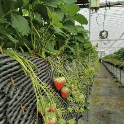 농부용 멀티 스펜 필름 온실 패키지 총 무게 20000kg 및 저렴한 가격