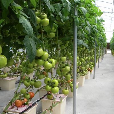 농부용 멀티 스펜 필름 온실 패키지 총 무게 20000kg 및 저렴한 가격