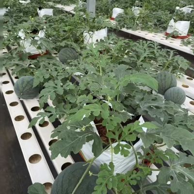 농부용 멀티 스펜 필름 온실 패키지 총 무게 20000kg 및 저렴한 가격