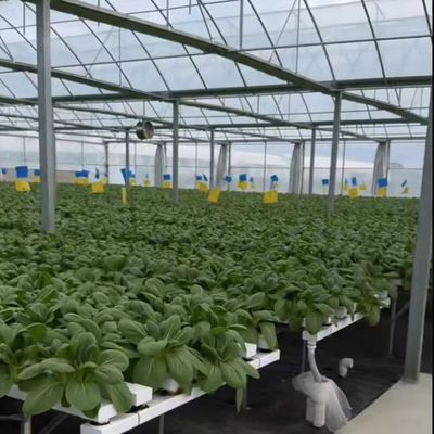 재배용 멀티 스펜 필름 온실 20,000kg 패키지 총 무게 쉬운 반환