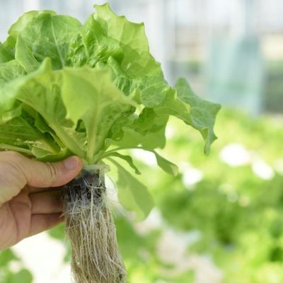 재배용 멀티 스펜 필름 온실 20,000kg 패키지 총 무게 쉬운 반환
