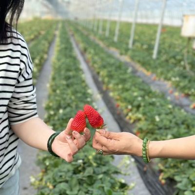 원산지 농업용 다발성 필름 농업 온실