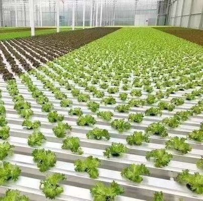 강철 플라스틱 이중 아치 빔 디자인 온실 채소