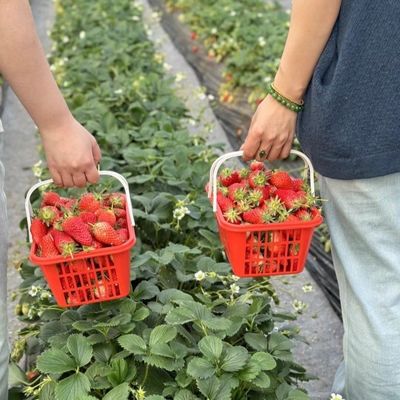 대규모 농업 물방울 관개 온실 50.00cm * 60.00cm * 50.00cm 전체 지불
