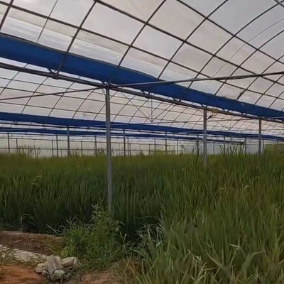 채소 생산 솔루션용 철강 구조 다단계 코코페이트 토양 온실