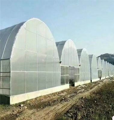 필름 덮여있는 대형 다발성 높은 터널 온실 대량 재배
