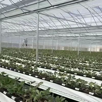 잔디 심을 위한 다단계 필름 온실 최적의 덮개 재료와 그림자 시스템