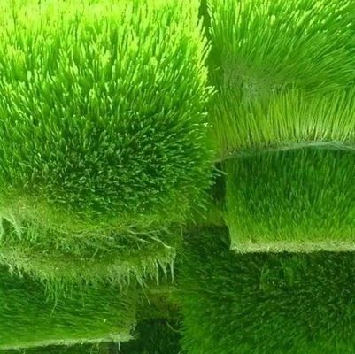 복합기능용 용기용 사료