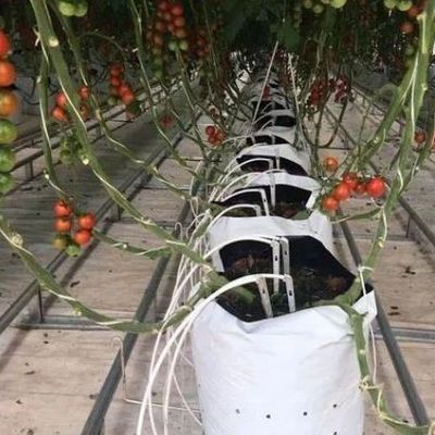 기판 배양 시스템과 함께 높은 다단위 수직 농업 컨테이너 온실