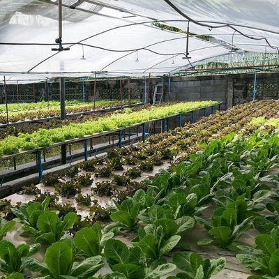 2000.000kg 패키지 총중량 수식용 상업 온실 기후 조절