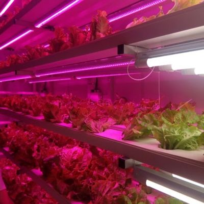 Mqo 1 세트 온실 물고기 수직 운송 농장 컨테이너 수식 재배 시스템