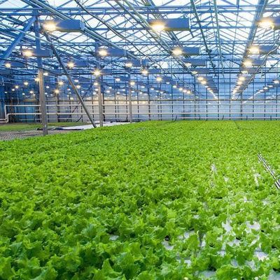 토양 없는 기술 및 일시적 난방 채소 재배 온실 2000.000kg