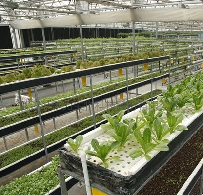 토양 없는 기술 및 일시적 난방 채소 재배 온실 2000.000kg