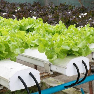 토양 없는 기술 및 일시적 난방 채소 재배 온실 2000.000kg