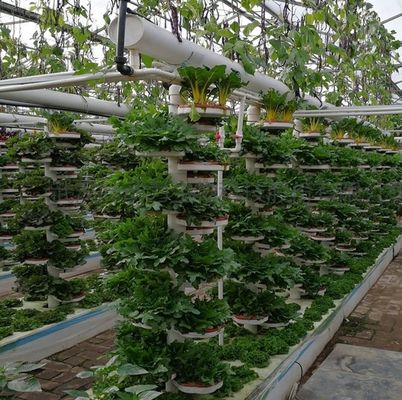 토양 없는 기술 및 일시적 난방 채소 재배 온실 2000.000kg