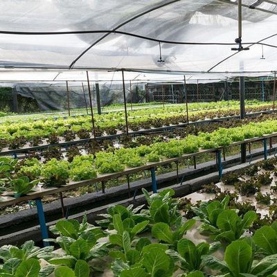 토양 없는 기술 및 일시적 난방 채소 재배 온실 2000.000kg