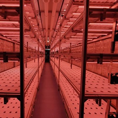 주시안 OEM Living Vegetable Hydroponic Culture System with 40ft Container Greenhouse 주시안 OEM Living Vegetable Hydroponic Culture System with 40ft Container Greenhouse 주시안 OEM 40ft 컨테이너 온실과 함께 채식 수확 시스템