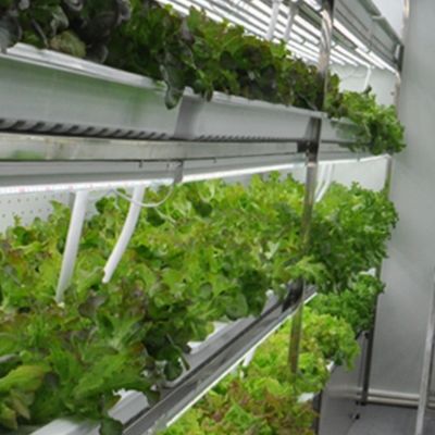 주시안 OEM Living Vegetable Hydroponic Culture System with 40ft Container Greenhouse 주시안 OEM Living Vegetable Hydroponic Culture System with 40ft Container Greenhouse 주시안 OEM 40ft 컨테이너 온실과 함께 채식 수확 시스템