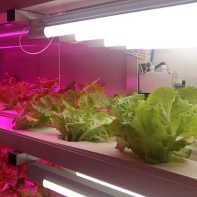 주시안 OEM Living Vegetable Hydroponic Culture System with 40ft Container Greenhouse 주시안 OEM Living Vegetable Hydroponic Culture System with 40ft Container Greenhouse 주시안 OEM 40ft 컨테이너 온실과 함께 채식 수확 시스템
