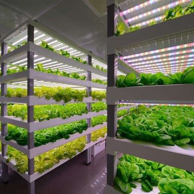 주시안 OEM Living Vegetable Hydroponic Culture System with 40ft Container Greenhouse 주시안 OEM Living Vegetable Hydroponic Culture System with 40ft Container Greenhouse 주시안 OEM 40ft 컨테이너 온실과 함께 채식 수확 시스템