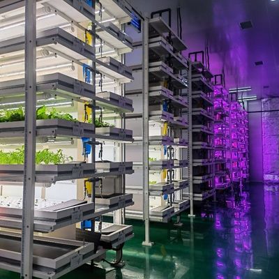 주시안 OEM Living Vegetable Hydroponic Culture System with 40ft Container Greenhouse 주시안 OEM Living Vegetable Hydroponic Culture System with 40ft Container Greenhouse 주시안 OEM 40ft 컨테이너 온실과 함께 채식 수확 시스템