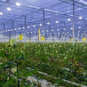 컨테이너 온실용 조명 시스템 패키지 총 무게 2000.000kg 통화 US