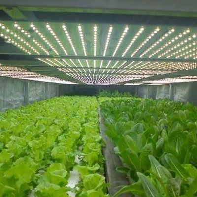 컨테이너 온실용 조명 시스템 패키지 총 무게 2000.000kg 통화 US