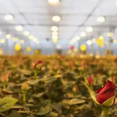 컨테이너 온실용 조명 시스템 패키지 총 무게 2000.000kg 통화 US