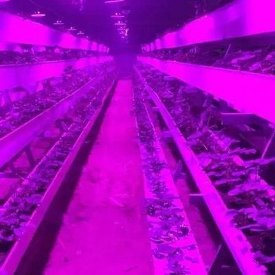 컨테이너 온실용 조명 시스템 패키지 총 무게 2000.000kg 통화 US