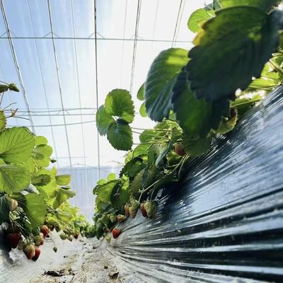 패키지 총 무게 100.000kg 필름 덮개와 함께 수소식 딸기 꽃 온실