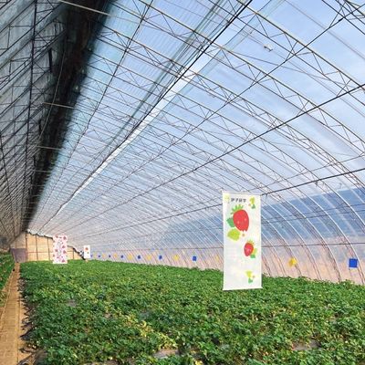 패키지 총 무게 100.000kg 필름 덮개와 함께 수소식 딸기 꽃 온실