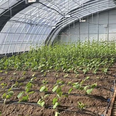 100.000kg 맞춤형 꽃 심기 방울 관개 채소 햇빛 온실
