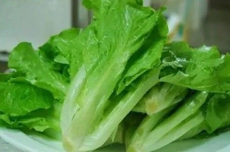 잎 채소 재배용 컨테이너 하우스 수식 재배 기술
