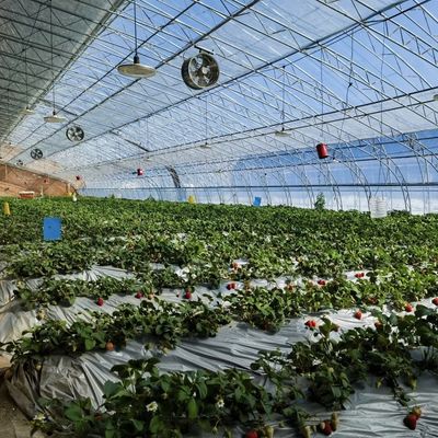 30일 반품 보증 채소 햇빛 온실 스파레이 관개 시스템 100.000kg