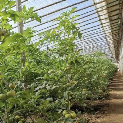30일 반품 보증 채소 햇빛 온실 스파레이 관개 시스템 100.000kg