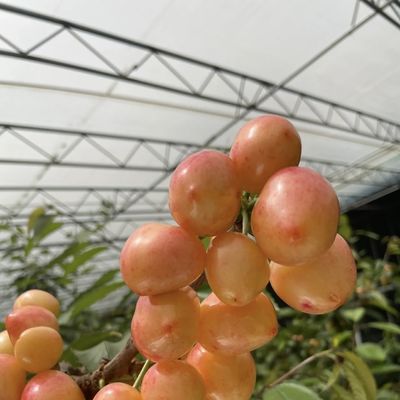 패키지 총중량 100.000kg JX-A00215 수식식품 꽃 심기 채소 생산