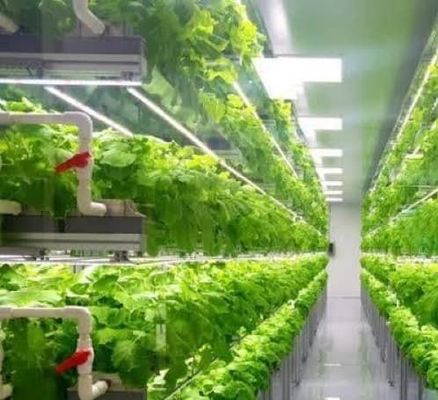 온실 수식 수직 농업 컨테이너 시스템 40FT 컨테이너 40HQ 리퍼