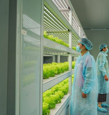 온실 수식 수직 농업 컨테이너 시스템 40FT 컨테이너 40HQ 리퍼