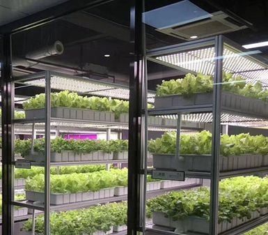 온실 수식 수직 농업 컨테이너 시스템 40FT 컨테이너 40HQ 리퍼
